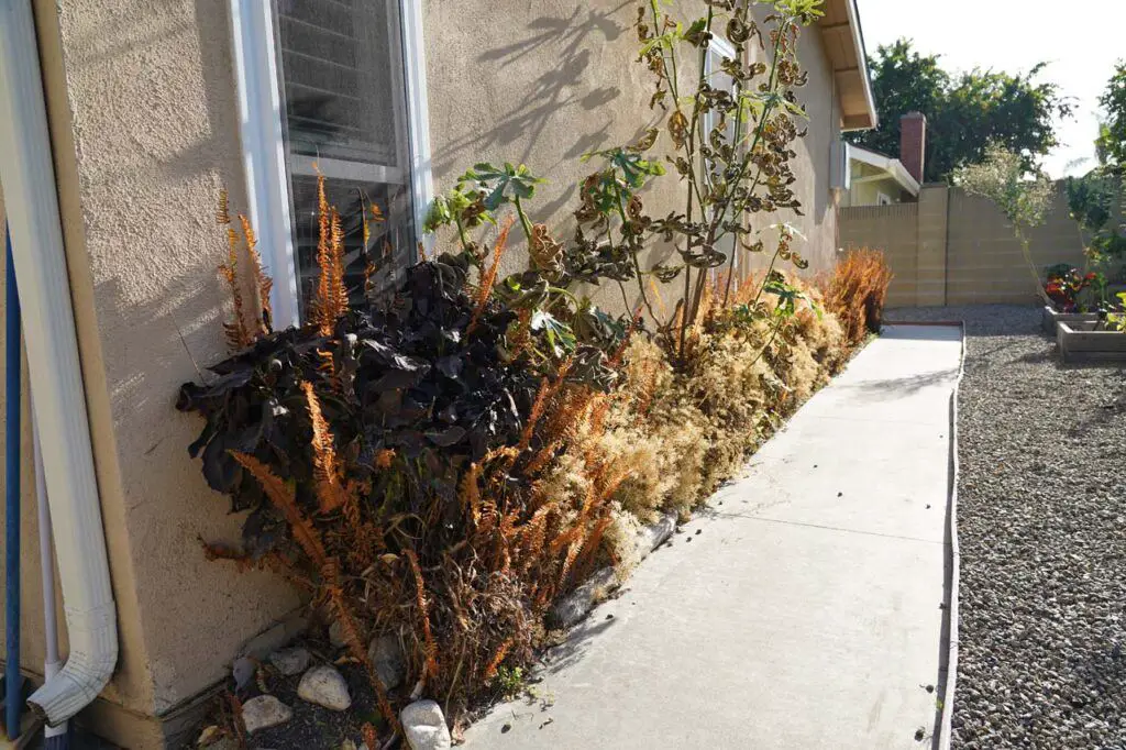 This landscaping vegetation against the house didn't do the structure any favors so we decided to get rid of it once we better understood the termite threat that it caused