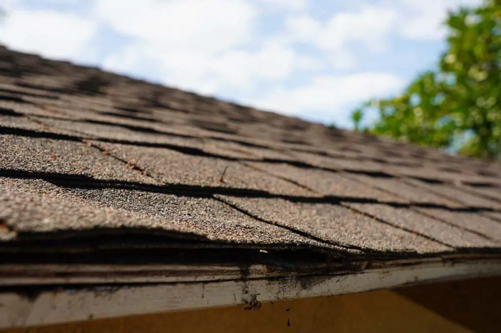 Shoddy workmanship on the roof that Kenny had exposed to me made me realize just how much damage both the prior termite company ‘fixes’ as well as my Dad’s DIY attempt at roofing had caused