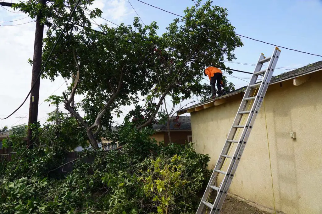 The landscaper cutting down problem trees, especially since it grew into the power lines over the years