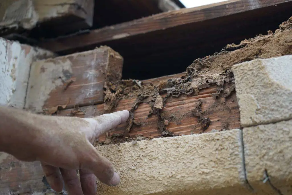 Kenny and Paul exposed a beam that was eaten up by subterranean termites as evidenced by mud tubes that were hiding behind the stucco