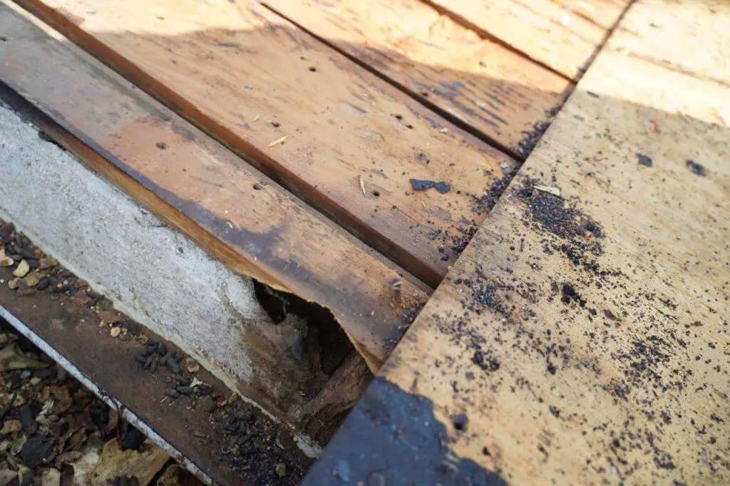 One of the rat entry points into the attic. Notice the trail of rat poo, which was all hidden under a flashing that was meant to move water from the roof onto the patio roof