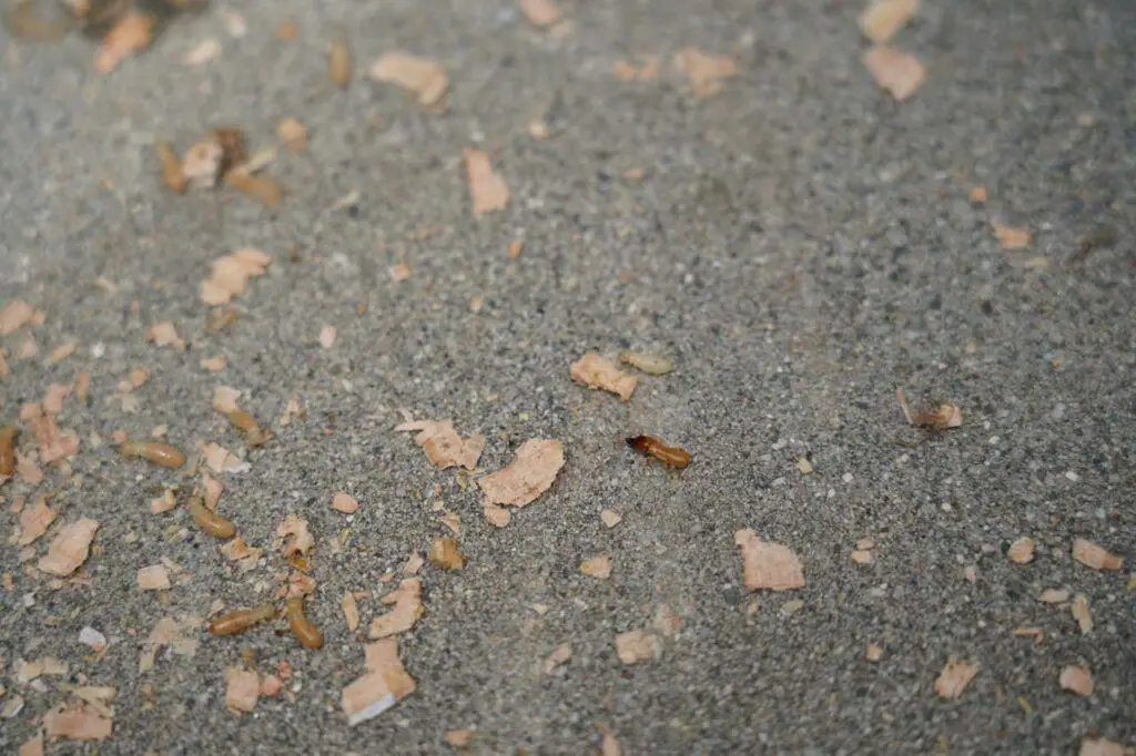 A soldier termite along with several worker termites that were within one of the eaten beams in our home