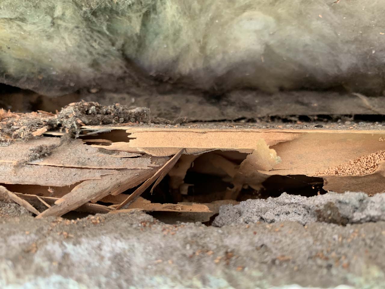 Wood that was eaten through by drywood termites