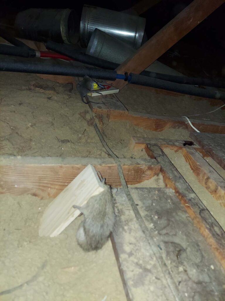 A family of rats getting caught in the mouse traps set up in the attic