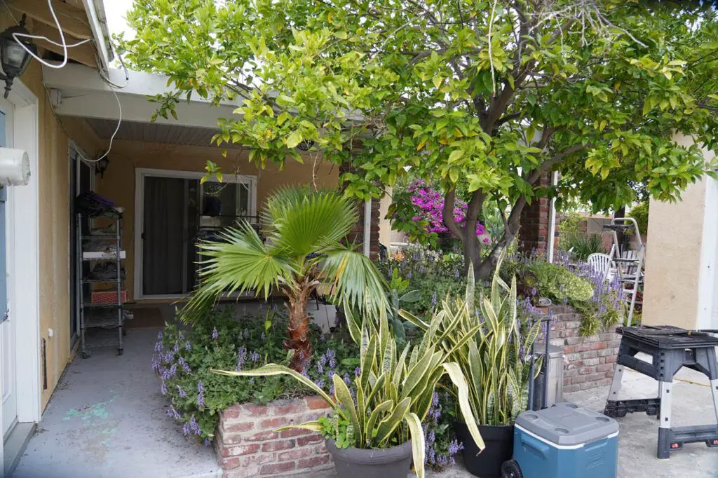 It's not a good idea to have plants and trees next to the house. It's even worse if one of the trees grew tangerines, which was a free source of food for rats