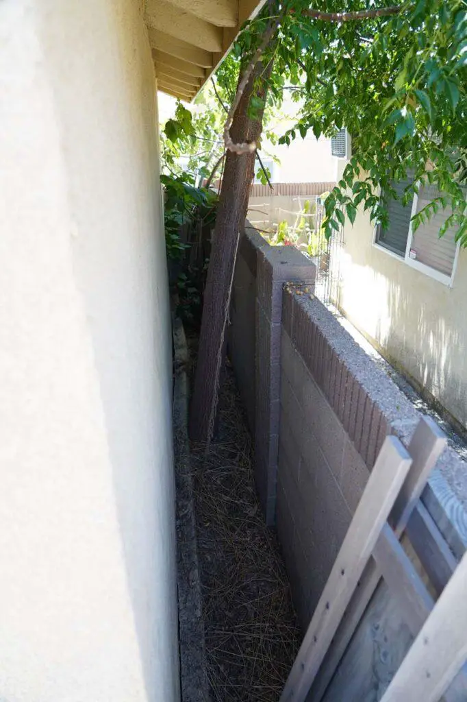 A mysterious tree (an invasive chinaberry tree) that managed to fully grow between the neighbor and our detached garage at the rental in a span of four years