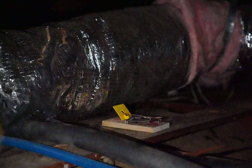 An example of a rat trap in the attic