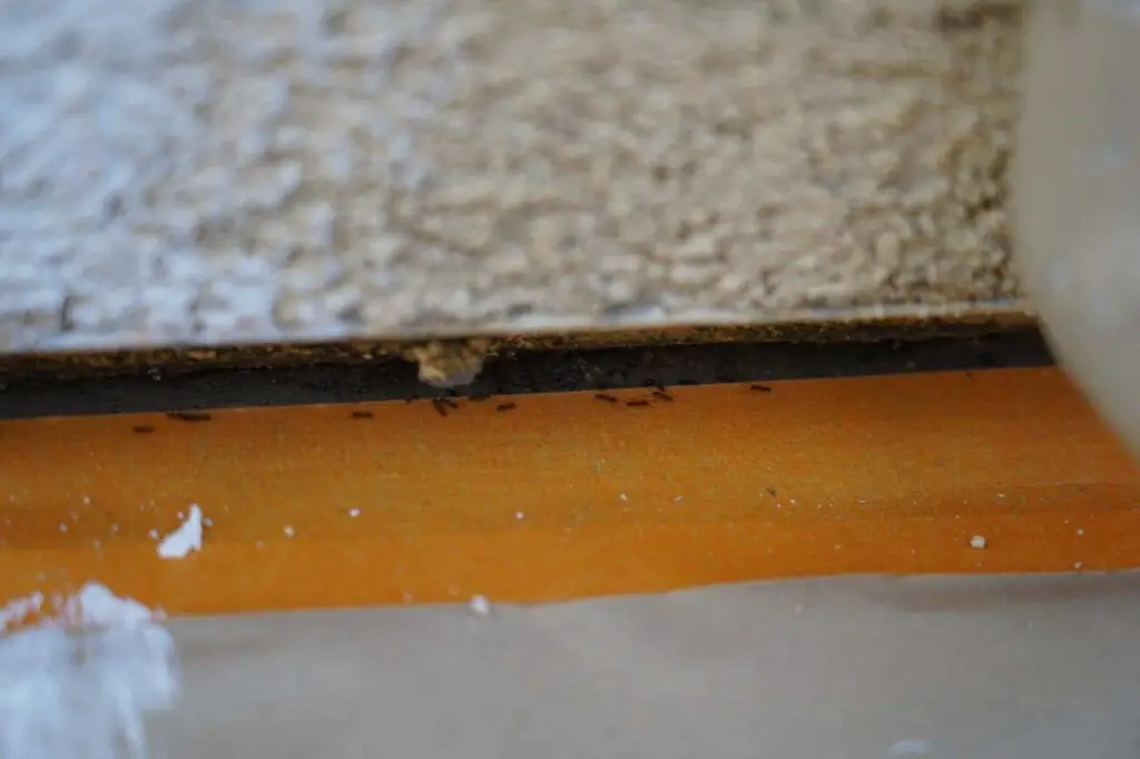 Sudden ant infestation likely due to them consuming the termite carcasses resulting from the tenting
