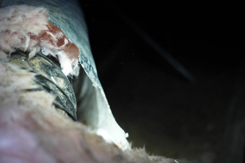 This gap between the outer shell of the HVAC duct and the inner air duct (where the insulation was supposed to be) was actually a den where the rats found a suitable place to live in both winter and summer