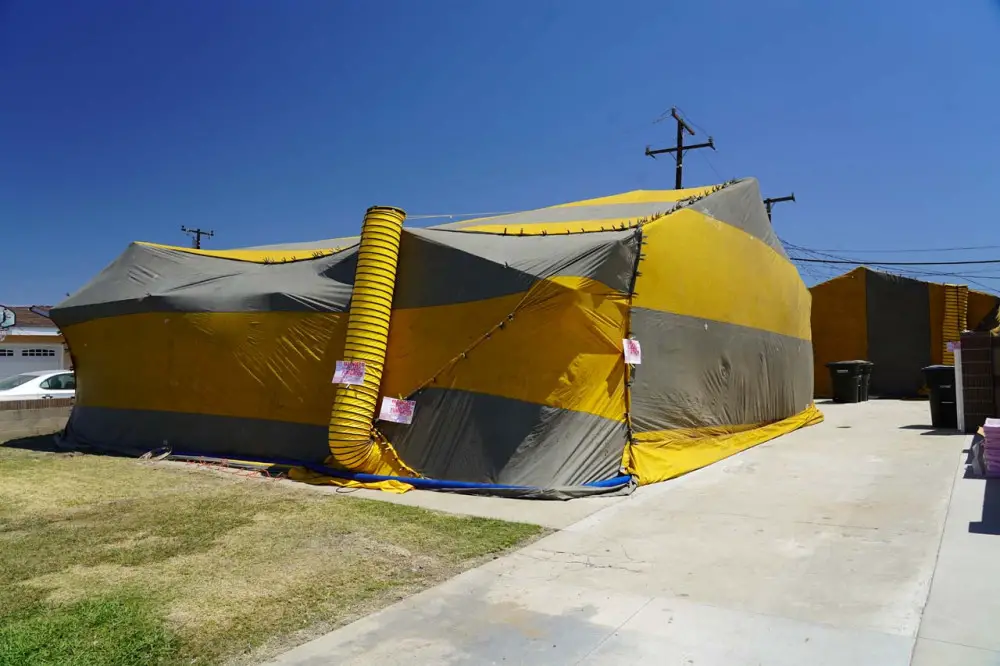 A fumigation ('tenting') in progress