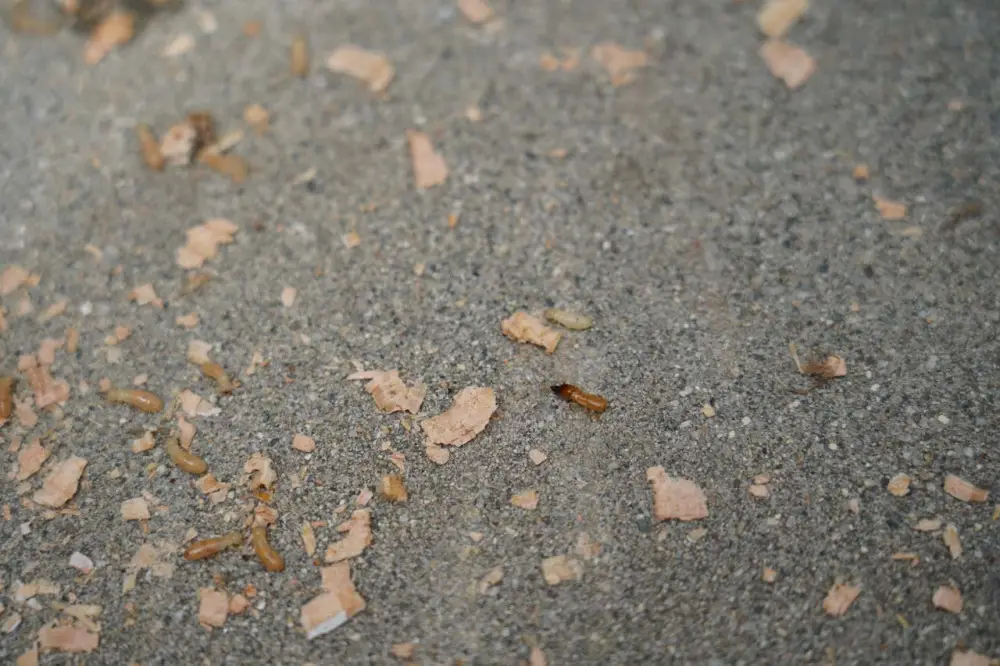 Closeup of some live termites that had infested our house