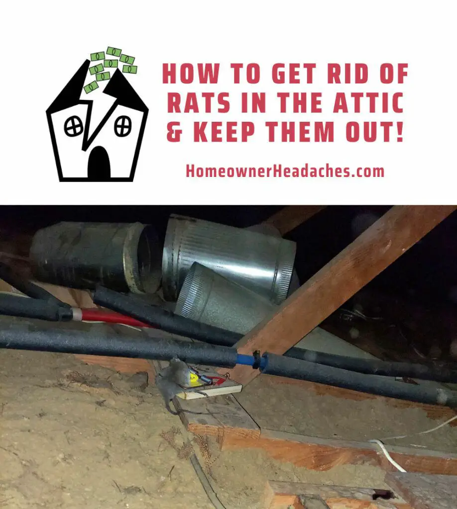 How to get rid of rats in the attic and keep them out