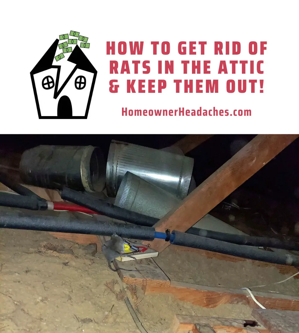 How to get rid of rats in the attic and keep them out