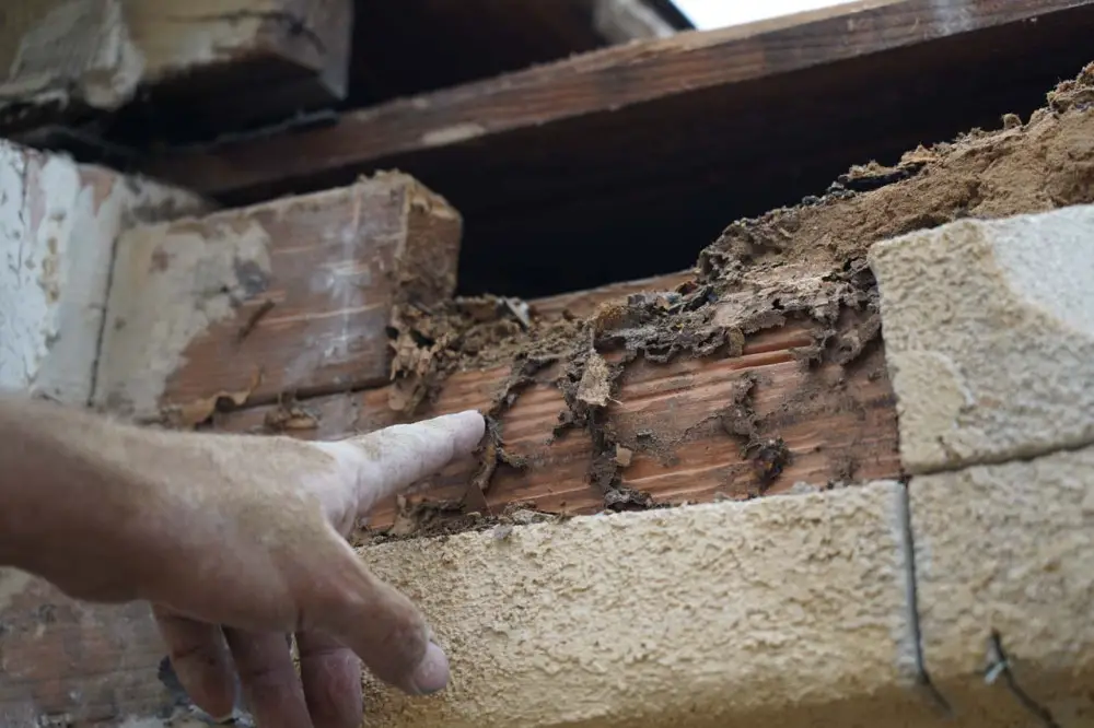 Mud tubes are signs of subterranean termite infestation, but they're hard to spot because they're typically behind walls (stucco in this instance)