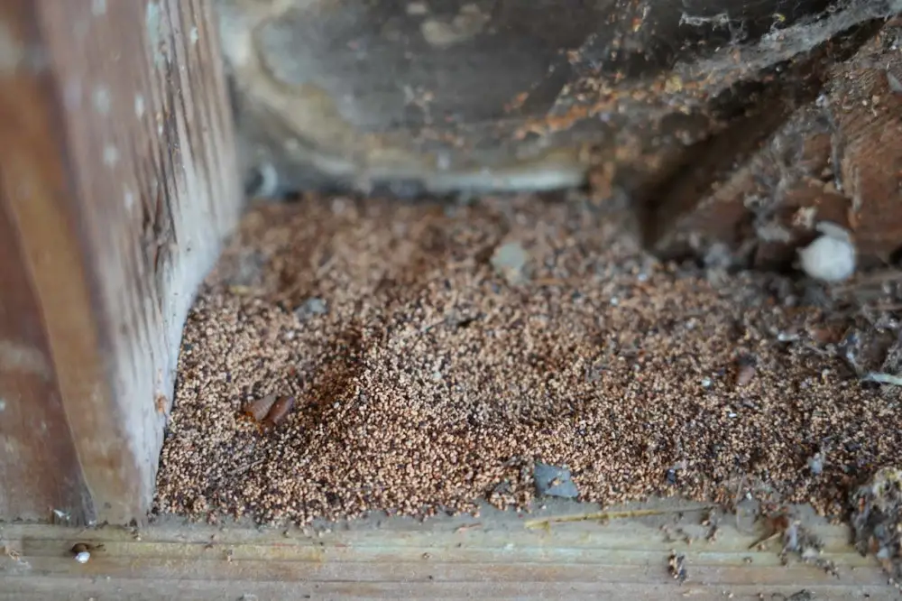 Termite droppings are definite signs of a termite infestation