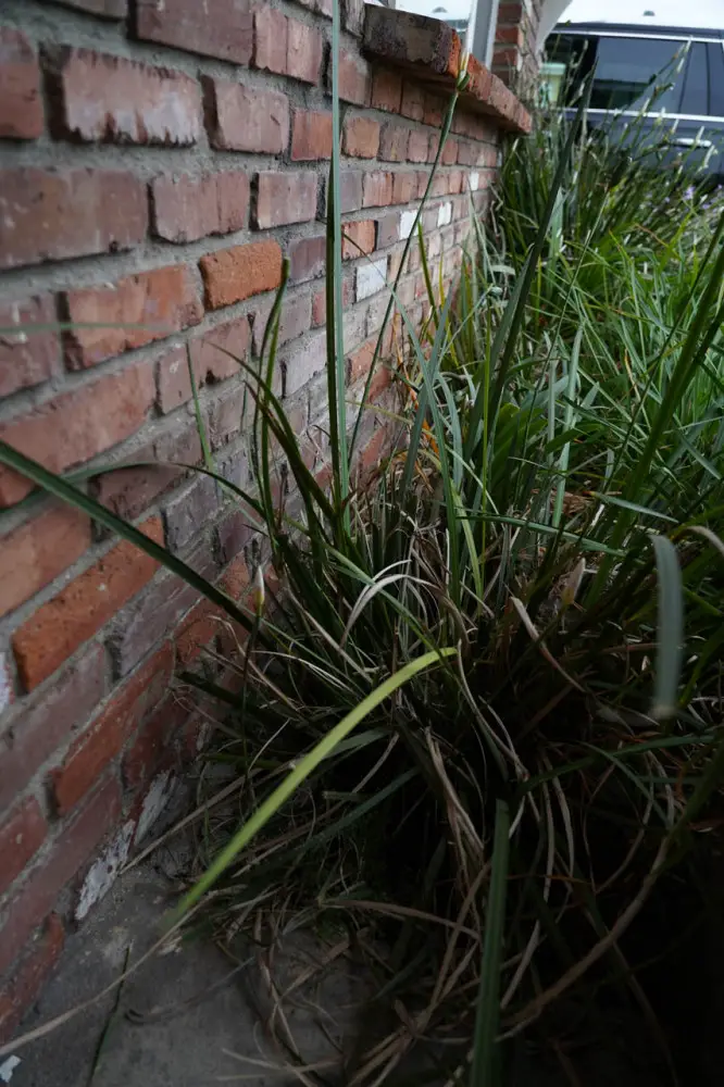 This plant grew way too quickly and way too closely to the structure of the house and needed to be removed