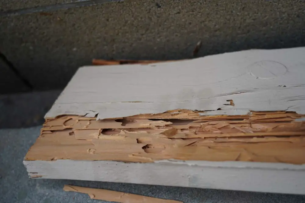 Wood damage is where termite-related costs really manifest themselves
